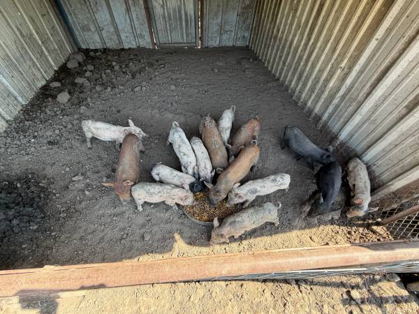 Feeder pigs 1