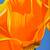 Alex Nizovsky - Californian Poppy #4 - Modern Floral Art USA 18"x24" 1 thumbnail