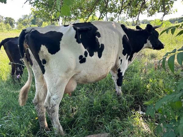 Holstein Family Milk Cow 1