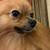 Missing Pomeranian 3 thumbnail