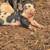 Feeder pigs 4 thumbnail