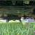 2008 toyota 4wd 4 door tundra 4 thumbnail
