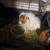Guinea pigs 20.00 2 thumbnail