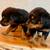 Rottweiler 3 thumbnail