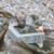 Birdbath, drinking stations 8 thumbnail
