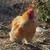 Calico/frzzle bantam cochin roosters 16 weeks 1 thumbnail