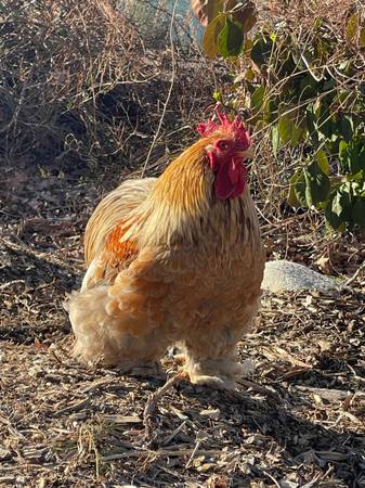 Calico/frzzle bantam cochin roosters 16 weeks 1