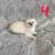 Balinese Kittens (Long haired Siamese) 4 thumbnail