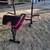 Weight bench with Olympic bar 2 thumbnail