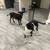 Rehoming puppies 9 thumbnail