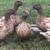 5 Female Ducks (3 laying) 1 thumbnail
