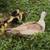 Ducklings 1 thumbnail
