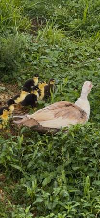 Ducklings 1