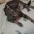 Cat needs a home 1 thumbnail