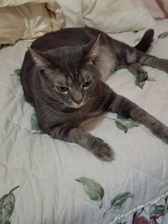 Cat needs a home 1