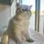 7 month himalayan kitten 3 thumbnail