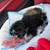 Toddles ( puppy) 1 thumbnail