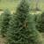 Premium Fraser Fir  and Douglas fir fresh cut Christmas trees 3 thumbnail