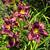 Daylily Simmons Overture ruffled plants- blooming now 2 thumbnail