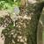 Labradoodle mix puppies 6 thumbnail