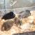 Ducklings 5 thumbnail