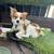 Long-haired Chihuahua mix 5 thumbnail