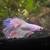 Free Betta for aquarium fish tank 1 thumbnail