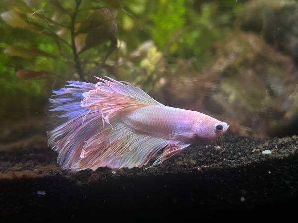 Free Betta for aquarium fish tank 1