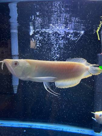 Albino arowana  4-5in Fish for sale 1
