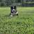 Husky puppy need new home 2 thumbnail