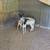 Dorper Sheep 4 thumbnail