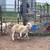 Katadhin lambs available - recently weaned ++ 6 thumbnail