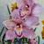Cymbidium orchids 11 thumbnail