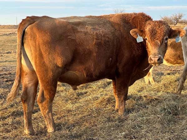 Registered Akaushi Bull 1