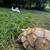 Huge Sulcata (tame- ZERO PYRAMIDING) 2 thumbnail
