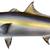 Yellowtail Amberjack Fish Mount Replica 51.5" 6 thumbnail
