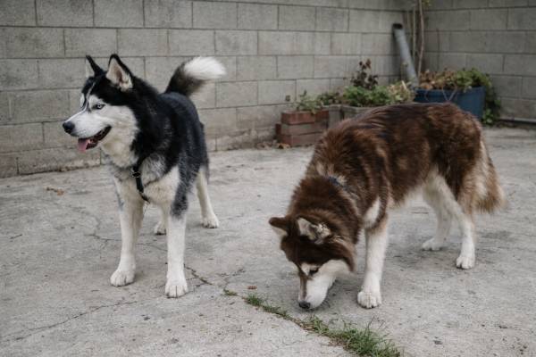 Huskies—Free + 1