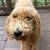Goldendoodle 1 thumbnail