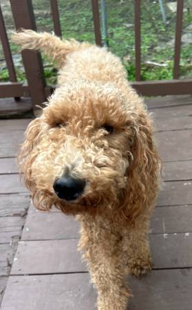 Goldendoodle 1