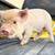 KuneKune Piglets 8 thumbnail