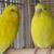 Parakeets 3 thumbnail