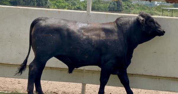 Brangus Bull Sale or Lease 1