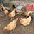rehoming 16 laying hens & 3 ducks 3 thumbnail