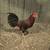 Gamefowl 6 thumbnail