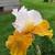 Bag of Iris 4 thumbnail