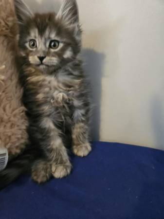 Maine coon (Cle elum)63611944544387123