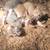 Half Siamese kittens $25 5 thumbnail