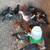 Thai chickens 4 thumbnail