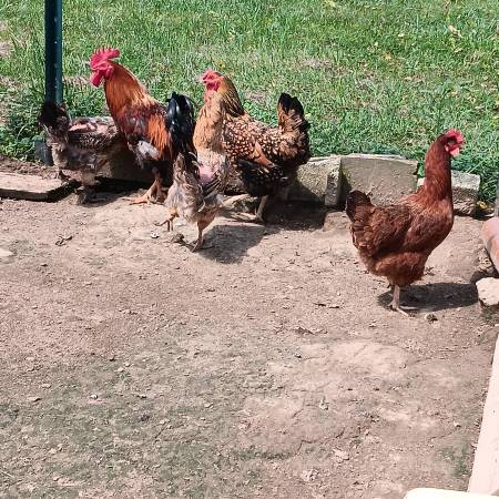 five laying hens 1