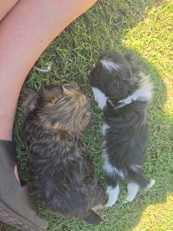 Shih-tzu puppy (Clayton)